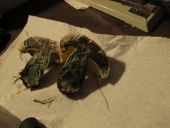 Lanmaoa pseudosensibilis image