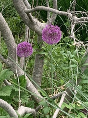 Allium giganteum