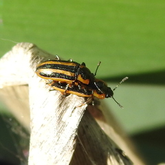 Prasocuris phellandrii