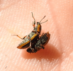 Prasocuris phellandrii