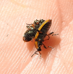 Prasocuris phellandrii