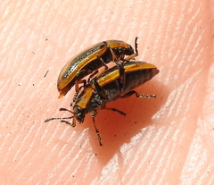 Prasocuris phellandrii