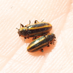 Prasocuris phellandrii