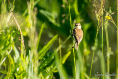 Polystictus pectoralis