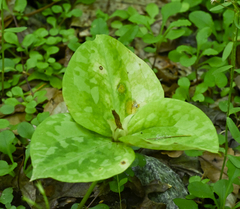 Trillium luteum