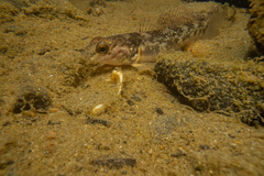 Gobiomorphus huttoni