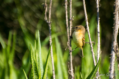 Polystictus pectoralis