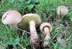 Caloboletus inedulis image