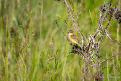 Polystictus pectoralis