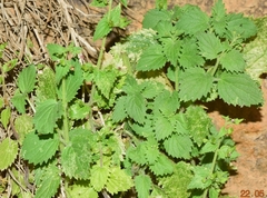 Scrophularia arguta