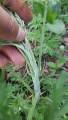 Artemisia sieversiana