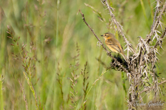 Polystictus pectoralis