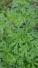 Artemisia sieversiana