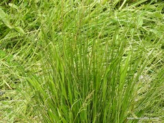 Juncus inflexus