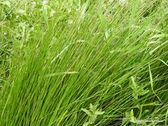 Juncus inflexus