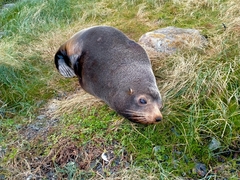 Australasian Fur Seal photo 3