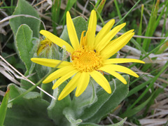 Senecio scopolii