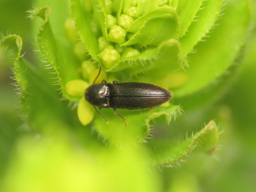 Idolus picipennis