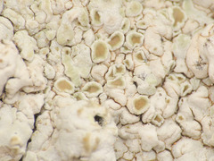 Squamarina lentigera