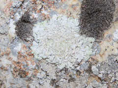 Squamarina lentigera