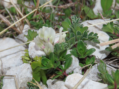 Astragalus depressus