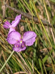 Callisia ornata