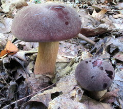 Tylopilus rubrobrunneus image