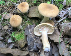 Lactarius fumosus