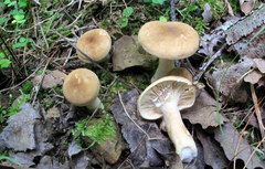 Lactarius fumosus