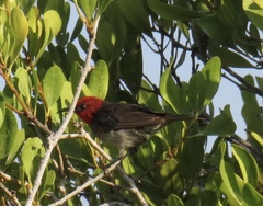 Myzomela erythrocephala