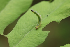 Thrinax dubitata