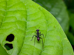 Gigantiops destructor