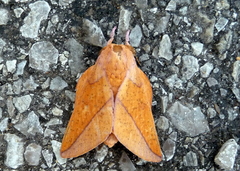 Syssphinx bisecta