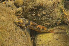 Gobiomorphus huttoni