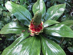 Costus pulverulentus