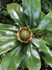 Costus pulverulentus