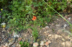 Papaver pinnatifidum
