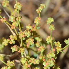 Paronychia suffruticosa