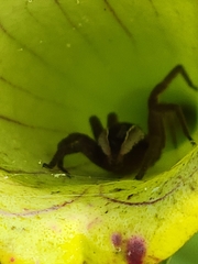 Pisaurina brevipes