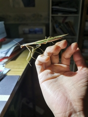 Tenodera australasiae