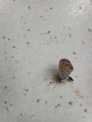 Hemiargus hanno hanno
