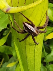 Pisaurina brevipes