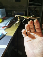 Tenodera australasiae