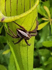 Pisaurina brevipes