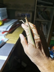 Tenodera australasiae