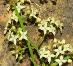 Galium ephedroides