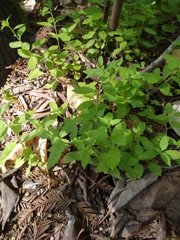 Campanula prenanthoides
