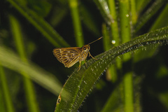 Vehilius stictomenes stictomenes