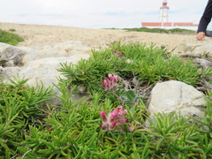 Anthyllis vulneraria maura