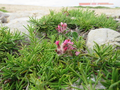 Anthyllis vulneraria maura